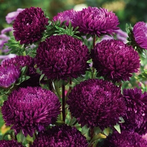 Asteres ķīnas Balloon Violet 30 gab Satimex